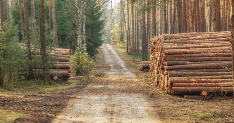 Informacja dla właścicieli lasów
